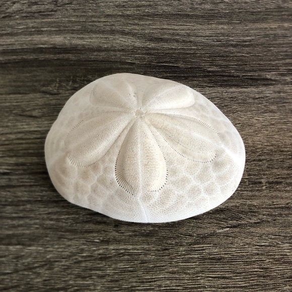 Large White Coastal Sand Dollar - Picture 2 of 9